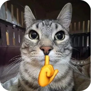 🐱 gatto, animale, dito, emoji, shh, silenzio telegram sticker