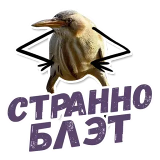 🤓 СТРАННО БЛЯТЬ 鸟, 搞笑, 表情包, 俄语 telegram sticker