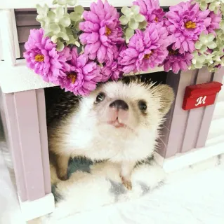 🦔 egel, dier, schattig, bloemen, lief, huisdier telegram sticker