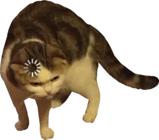 ⏳ cat, animal, loading, thinking, meme, funny telegram sticker