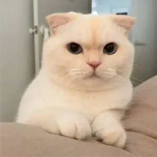 😏 chat, mignon, animal, animal de compagnie, domestique, mammifère telegram sticker