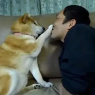 😒 chien, shiba inu, homme, interaction, animal de compagnie, affection whatsapp sticker