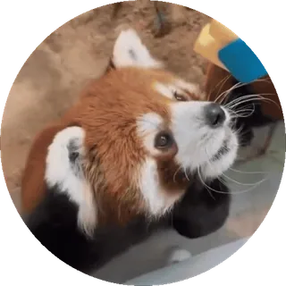 🐼 Panda mała, Zwierzę, Słodki, Ssaki, Dzikie zwierzęta, Natura telegram sticker