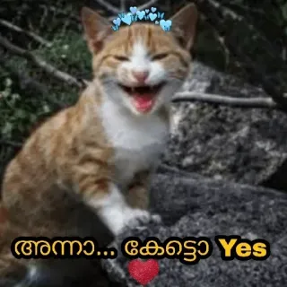 🤓 അന്നാ... കേട്ടോ Yes cat, animal, meme, happy, heart telegram sticker