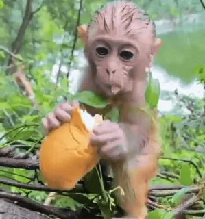 😋 macaco, animal, fofo, vida selvagem, mamífero, natureza telegram sticker