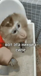 😘 вот эта нихуя сире ลิง, สัตว์, คำหยาบคาย telegram sticker