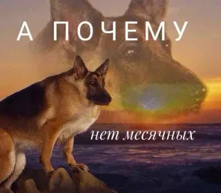 🤔 А ПОЧЕМУ нет месячных Hund, Text, Tier, Meme, Russisch telegram sticker