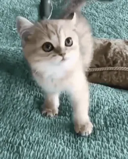 🐯 котёнок, кошка, домашнее животное, животное, милый, домашнее животное telegram sticker
