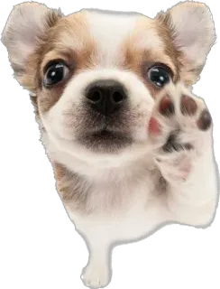 🖐 cane, cucciolo, chihuahua, animale, animale domestico, carino, saluto, zampa telegram sticker