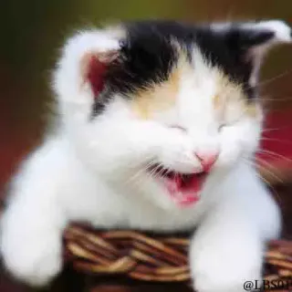 😆 @LBSDTP chat, chaton, mignon, animal, animal de compagnie, félin whatsapp sticker