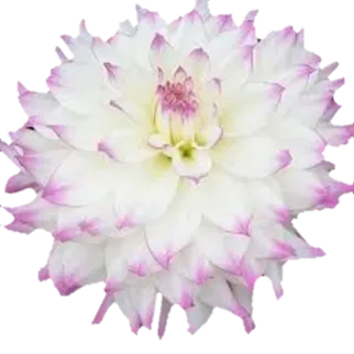 🌸 Blume, Dahlie, weiß, rosa, Blumen, Pflanze telegram sticker
