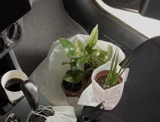 🍀 plants, cup, indoor plants, coffee, car, interior telegram sticker