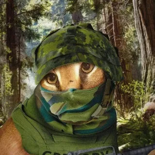 🥷 cat, military, helmet, forest, camouflage, soldier telegram sticker