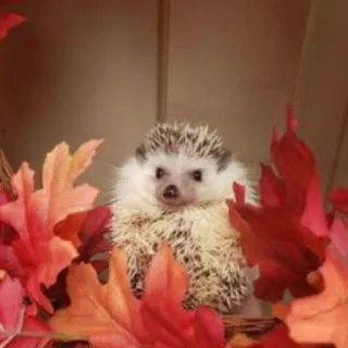 🦔 riccio, foglie, animale, carino, natura whatsapp sticker