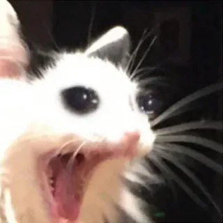 😿 opossum, animal, mammal, scream, meme, funny whatsapp sticker