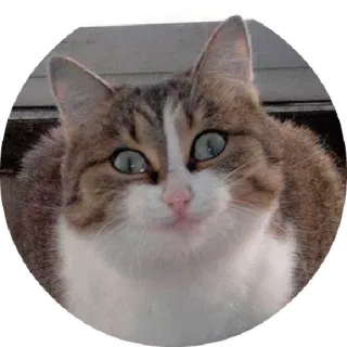 😛 chat, animal de compagnie, animal, domestique, mammifère, félin telegram sticker