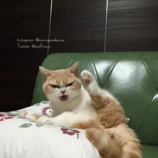 🐈‍⬛️ INSTAGRAM @mumu_goodeveryo
TWITTER @moflicious cat, funny, animal, pet, humor, cute telegram sticker