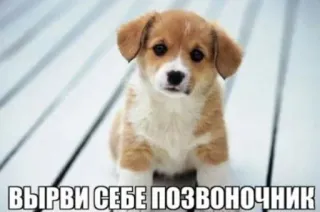 😍 ВЫРВИ СЕБЕ ПОЗВОНОЧНИК dog, puppy, offensive, russian, dark humor, insult telegram sticker
