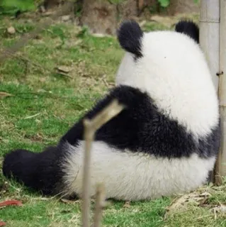 🐼 Panda, Animal, Fauna, Oso, Sentado, Hierba telegram sticker