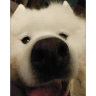❤️ Hund, Samojede, süß, Tier, Haustier, flauschig telegram sticker