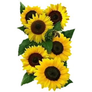 🌹 Sonnenblume, Blumen, Natur, Gelb, Blumenmuster, Pflanze whatsapp sticker