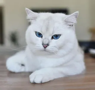 😸 kat, witte kat, blauwe ogen, dier, huisdier, katachtig telegram sticker