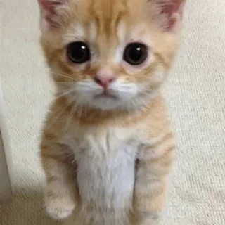 🐱 kucing, anak kucing, lucu, hewan, hewan peliharaan, kucing domestik, berdiri telegram sticker