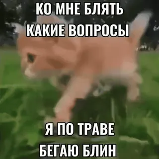 ❓ КО МНЕ БЛЯТЬ
КАКИЕ ВОПРОСЫ
Я ПО ТРАВЕ
БЕГАЮ БЛИН chat, course, herbe, mème, russe, drôle, animal whatsapp sticker