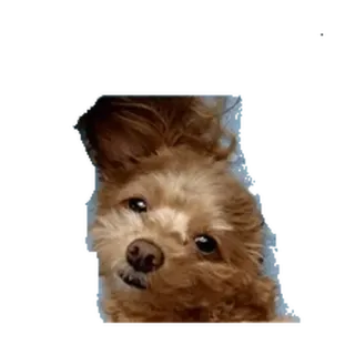⚪️ perro, cachorro, lindo, mascota, animal whatsapp sticker
