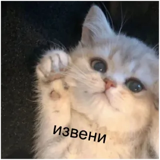 🤭 Извени cat, kitten, cute, apology, excuse me telegram sticker