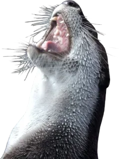 ⬆ Wydra, Zwierzę, Ssak, Dzikie zwierzęta, Wydra morska telegram sticker