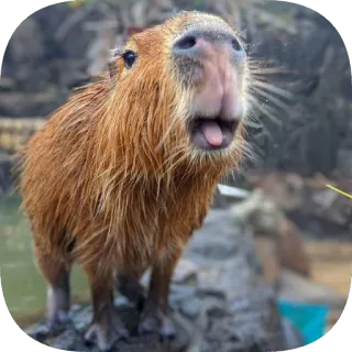 😛 capybara telegram sticker