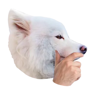 🤔 犬, 動物, サモエド, かわいい, 白い, ペット telegram sticker