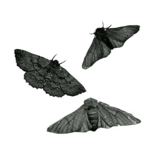 🪰 나방, 곤충, 자연, 밤, 동물 telegram sticker