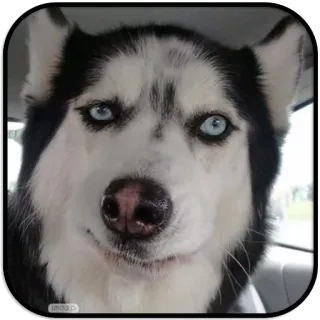 😏 dog, husky, animal, pet, eyes telegram sticker
