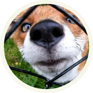 🦊 Лисы @lennysticker telegram stickers