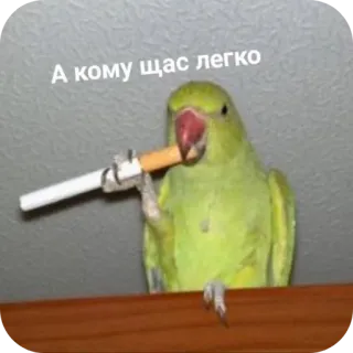 👍 А кому щас легко 鸟, 鹦鹉, 香烟, 吸烟, 搞笑, 表情包 telegram sticker