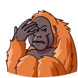 🤦♂️ Orangutan, Monyet, Binatang, Berpikir, Bingung, Meme whatsapp sticker