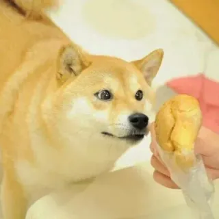 ☁ anjing, Shiba Inu, makanan, imut, hewan, kue sus telegram sticker