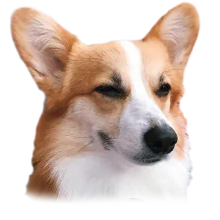 😉 perro, corgi, animal, lindo, mascota whatsapp sticker