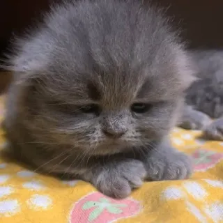 💘 Katze, Kätzchen, süß, Tier, Haustier, Katzenartig telegram sticker