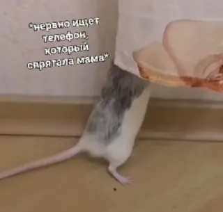 😡 *нервно ищет телефон, который спрятала мама* ratón, teléfono, animal whatsapp sticker