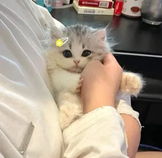 🫀 고양이, 새끼 고양이, 귀여운, 애완 동물, 동물 telegram sticker