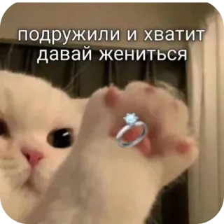 🛫 cat подружили и хватит давай жениться telegram sticker