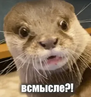 😦 в смысле?! otter, funny, surprised, confused, animal, meme telegram sticker