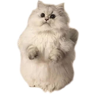 🙏 kucing, lucu, hewan, putih, lembut telegram sticker