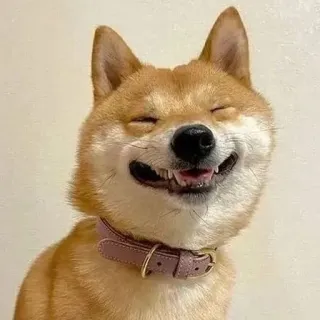 😬 Hund, Tier, Haustier, lächelnd, glücklich, Shiba Inu, Halsband telegram sticker