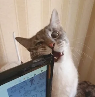 😋 cat, laptop, animal, pet, funny, biting, computer telegram sticker