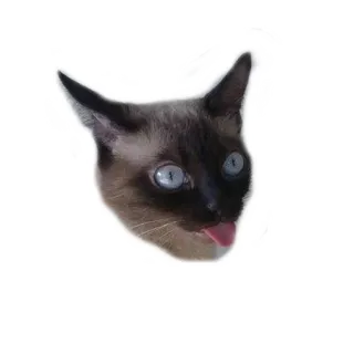 😬 cat, animal, siamese, pet, cute, tongue telegram sticker