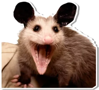 😳 オポッサム, 動物, 哺乳類, 野生動物, 有袋類 telegram sticker